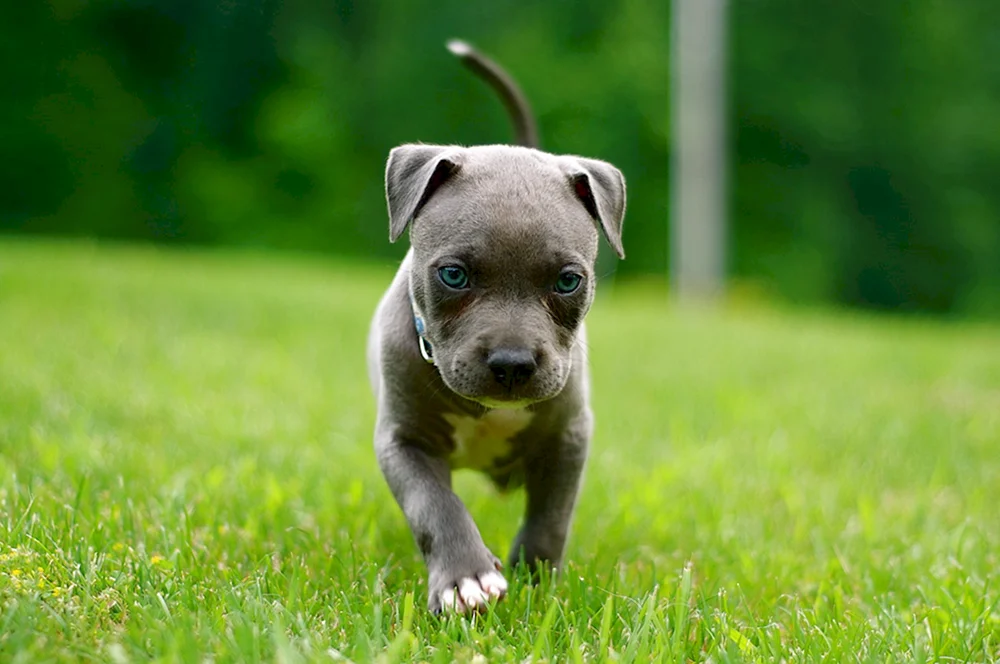 Amerikanischer Pitbull Welpe
