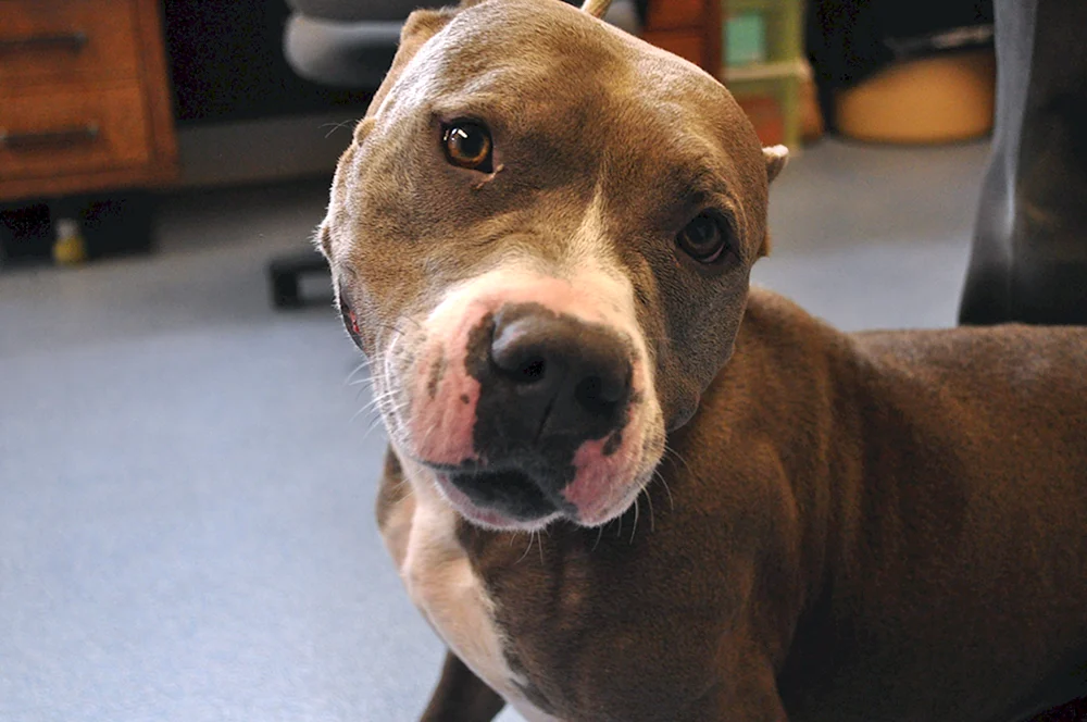 Pitbull mit ungekupften Ohren