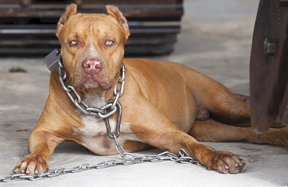 Pitbull in Fesselung