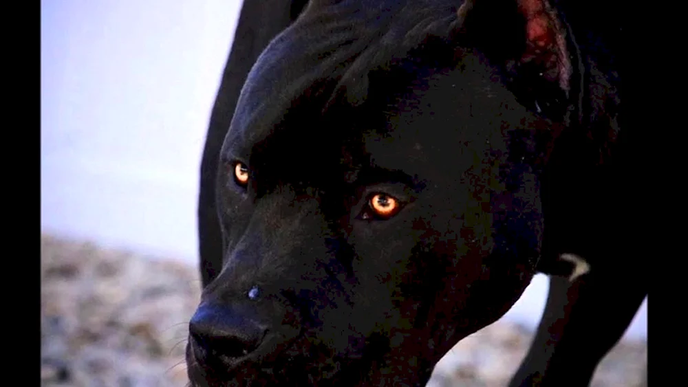 Amerikanischer Pitbull schwarz