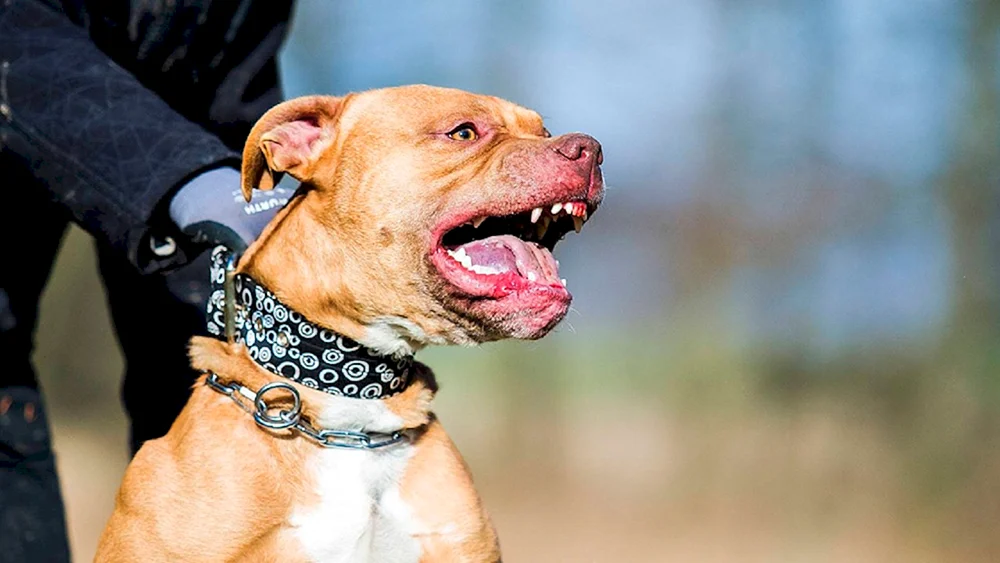 Pit Bull Terrier und Staffordshire Terrier