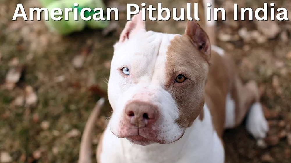 Pitbull Terrier und Staffordshire Terrier