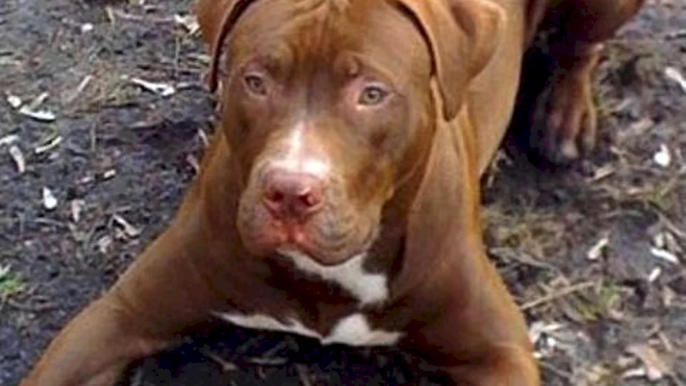 Pitbull Terrier ungekürzt