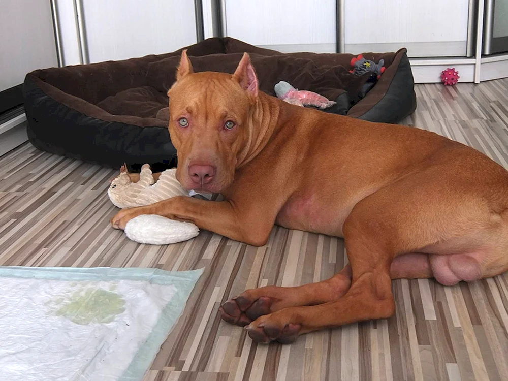Pit Bull Terrier Praeter