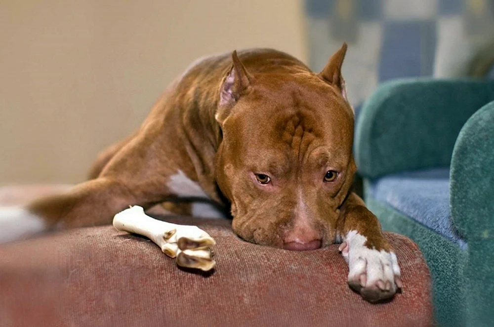Staffordshire Terrier Bullie.
