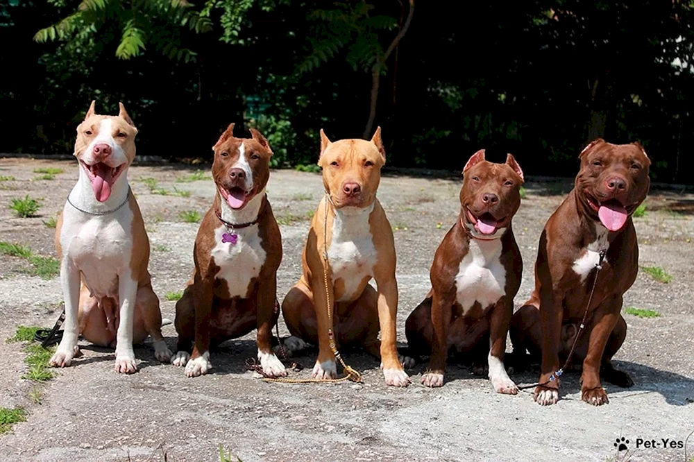 Amerikanischer Bandog Terrier