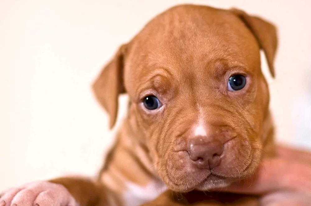 Pitbull Terrier Welpe