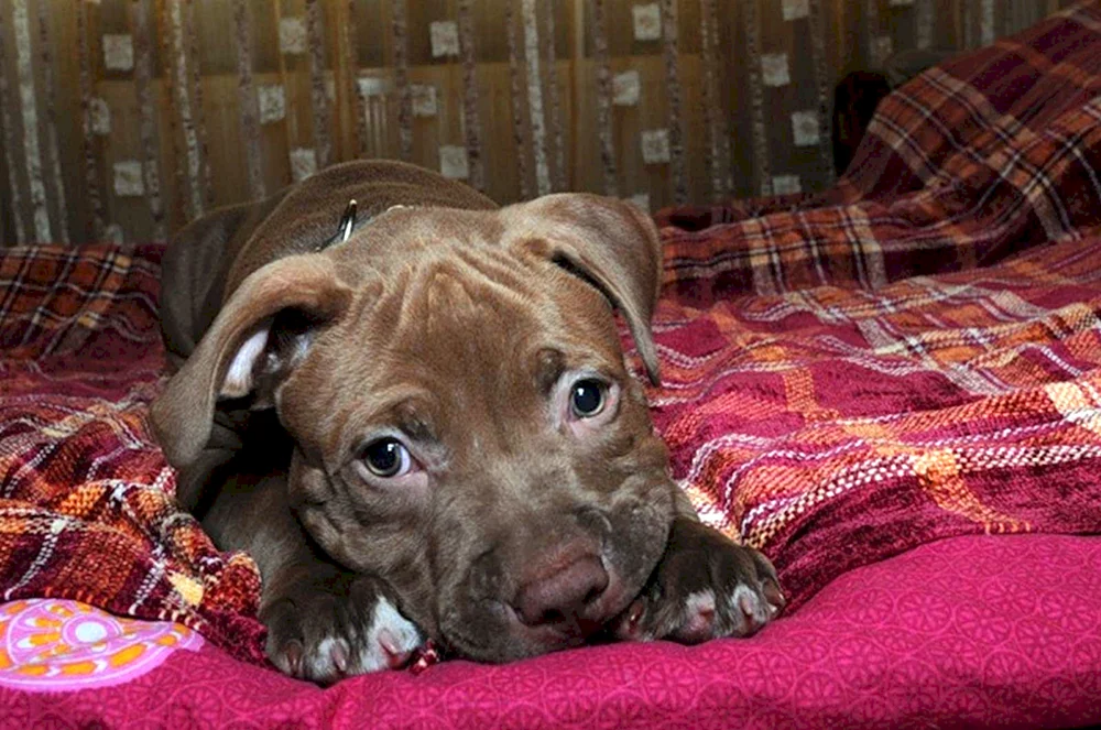 Pitbull Terrier Amerikanische Pitbull Terrier Welpen