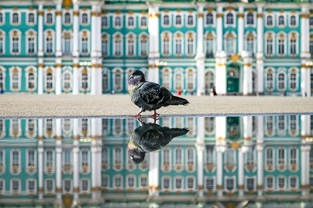 Petersburg-Taube