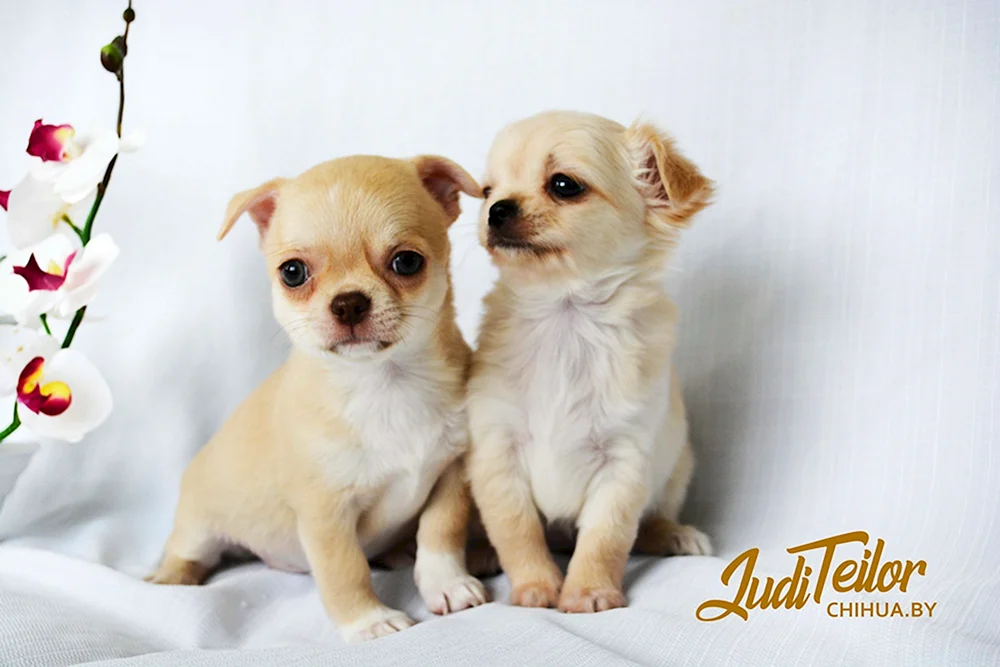 Chihuahua mini cobbies