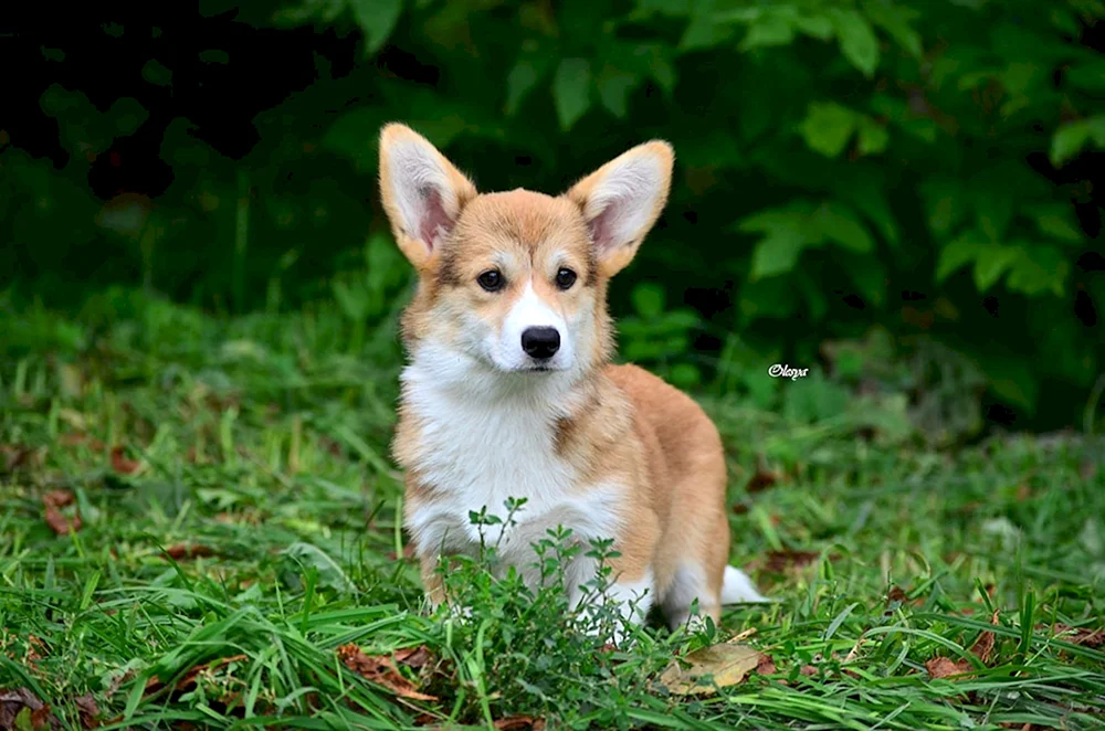 Welsh Corgi Strickjacke Hund
