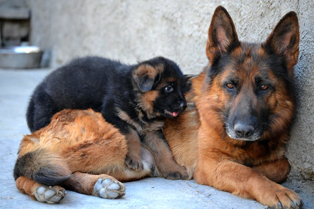 Deutscher Schäferhund Kennel Arminius 2000 FRG