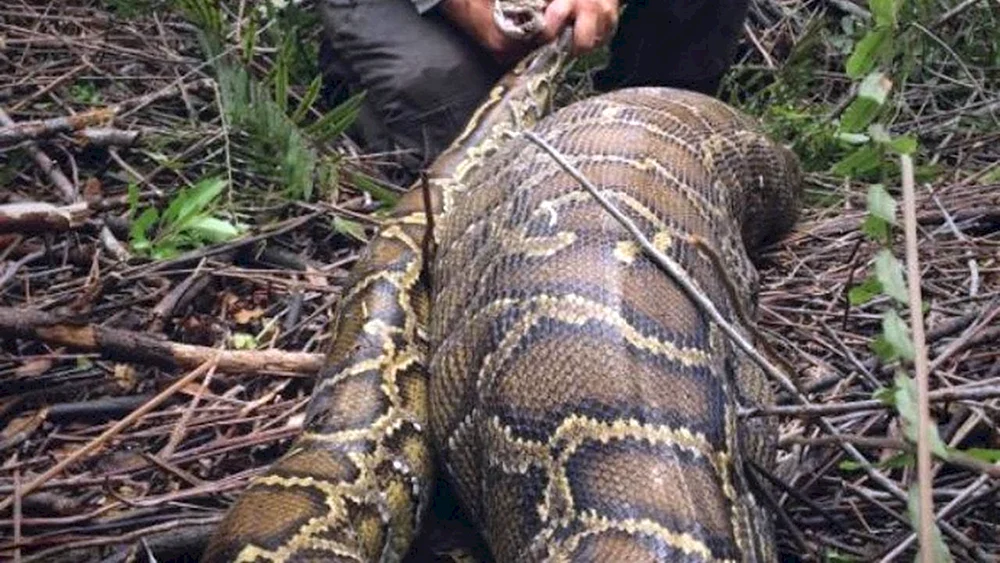 Python Schlange groß