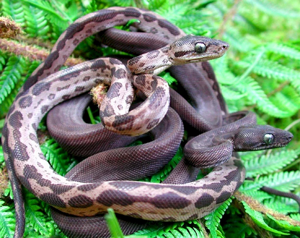 Python boa constrictor