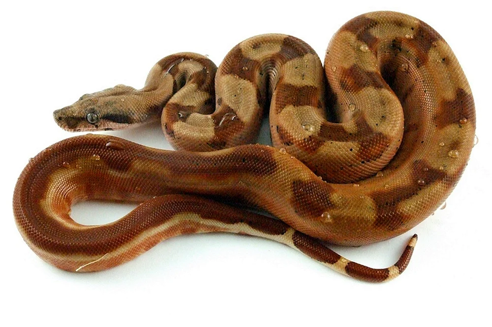 Snake Weißgesichtspython