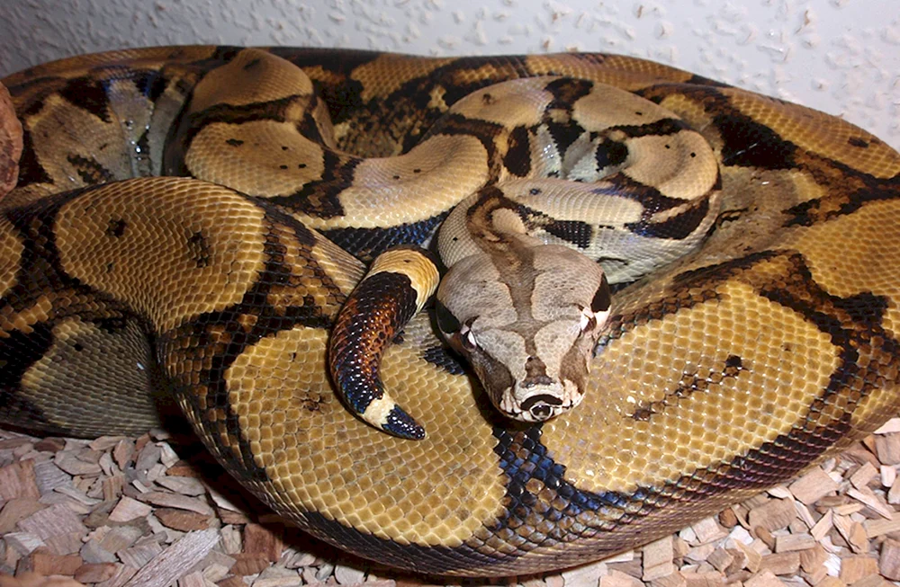 Imperial python