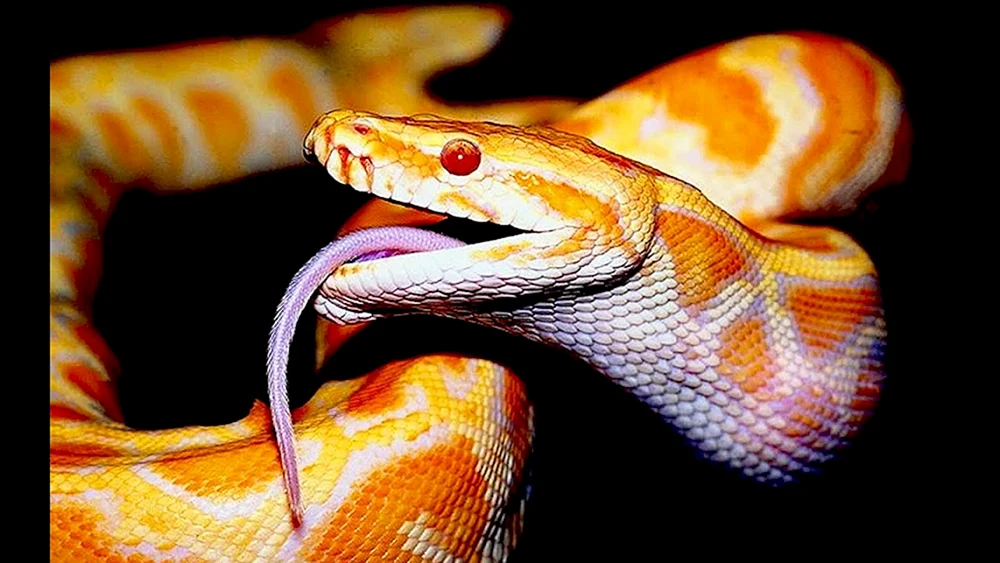 Pythongiftnatter