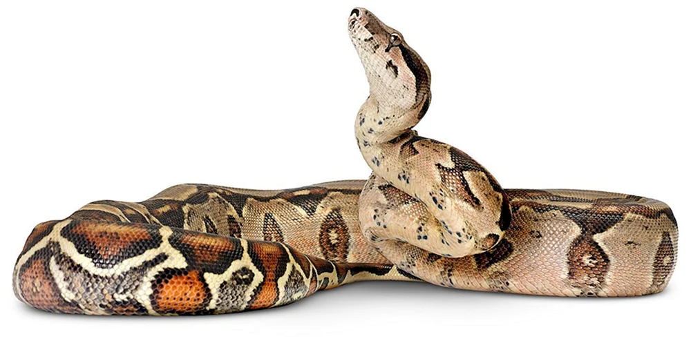 Python boa constrictor