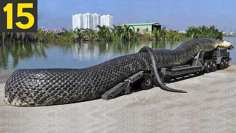 Python TITANOBOA