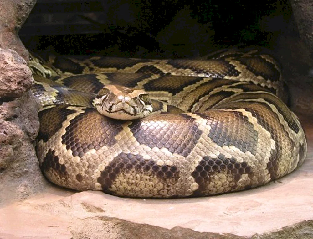 Wasser Boa Constrictor Anakonda