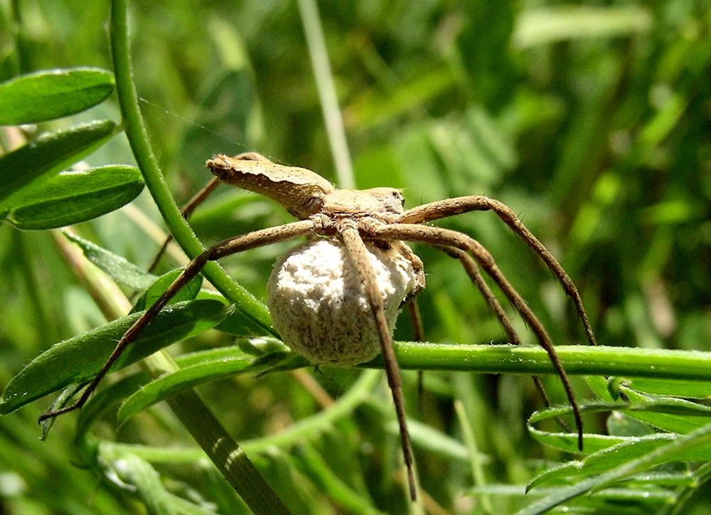Brauenwitwenspinne