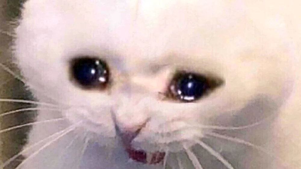Katze weint mit Daumen