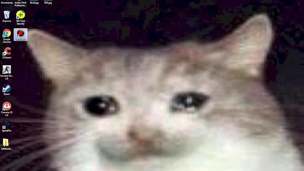 Katze weint