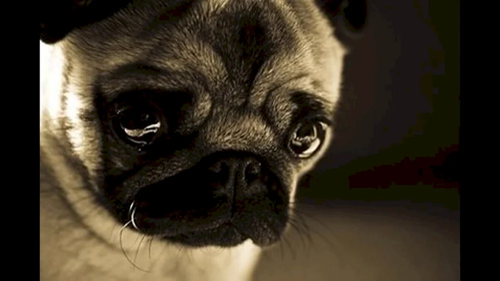 Trauriger Hund weinend