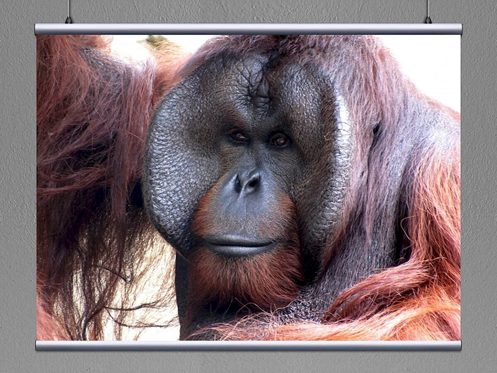 Orang-Utan-Affe