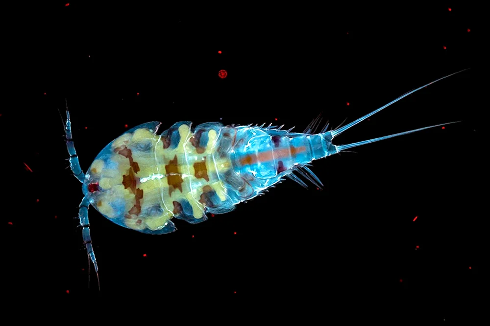 Zooplankton und Phytoplankton