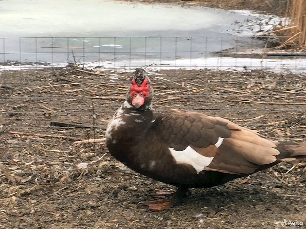 Moschus-Ente. schwere Leine