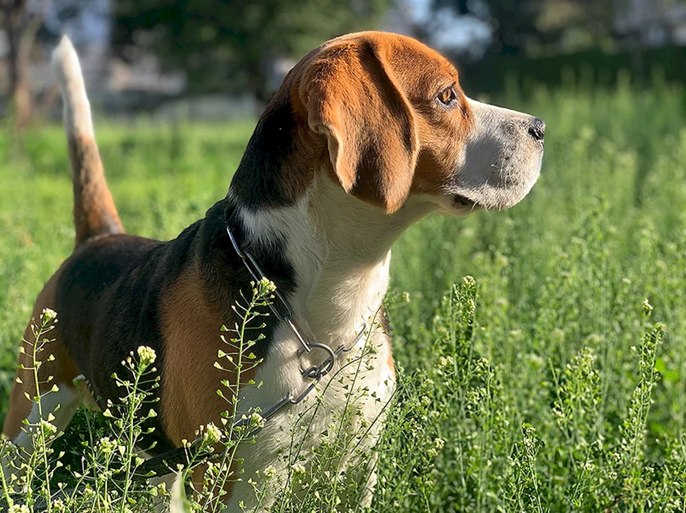 Labrador und Dobermann