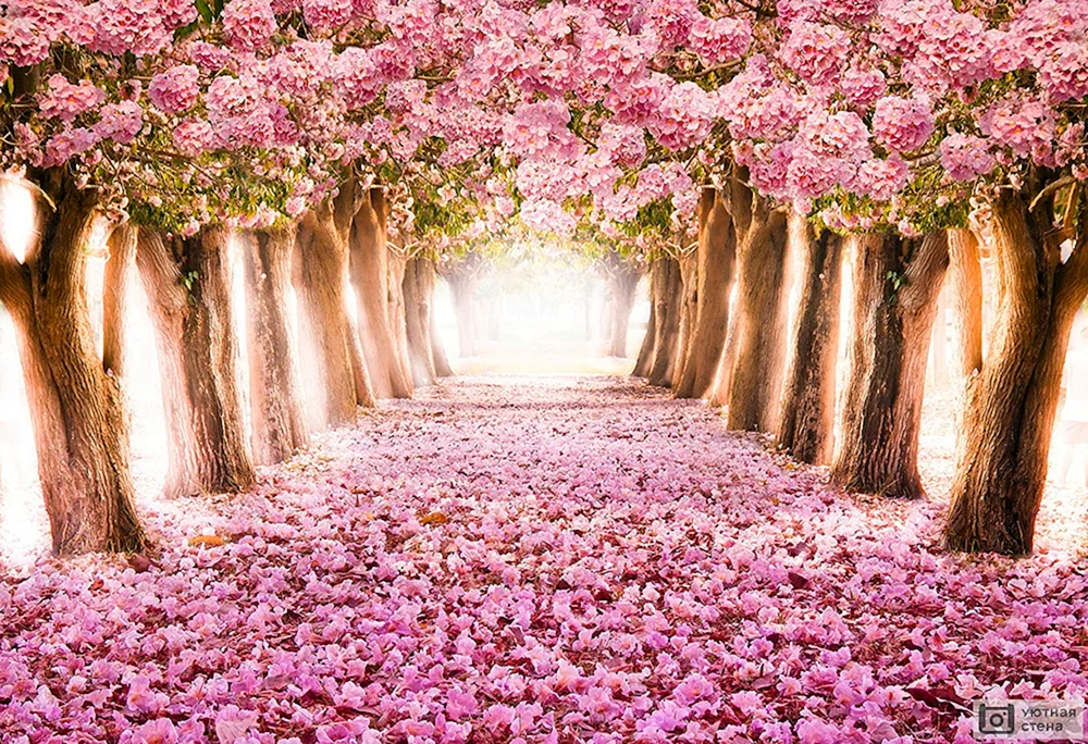 Blühende Sakura