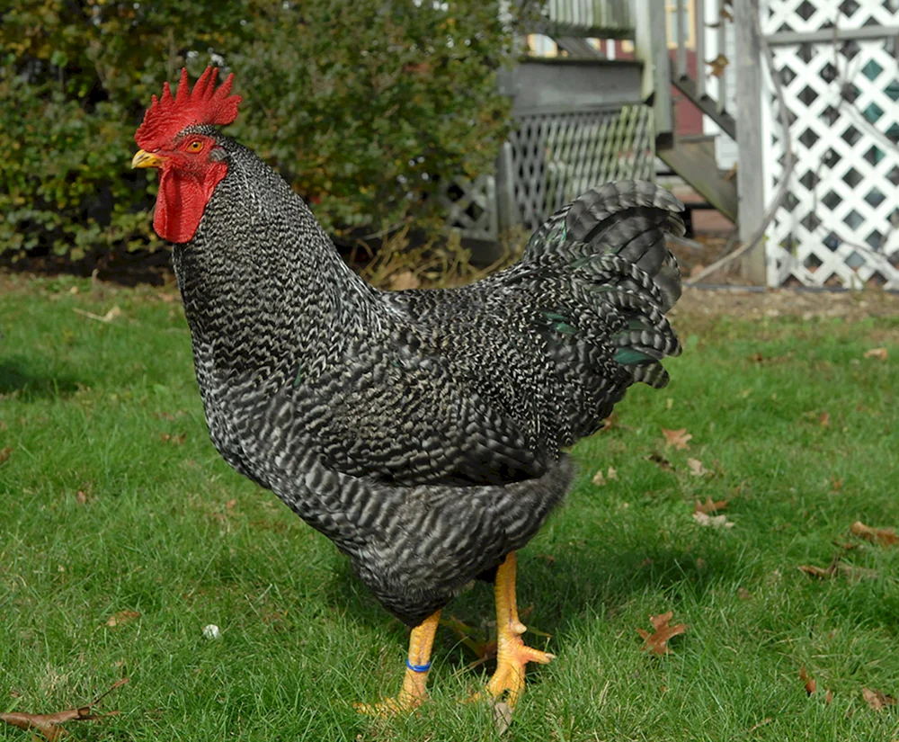 Plymouthrock mottled
