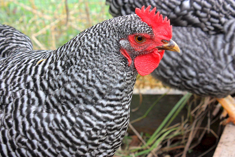 Huhn Ryaba