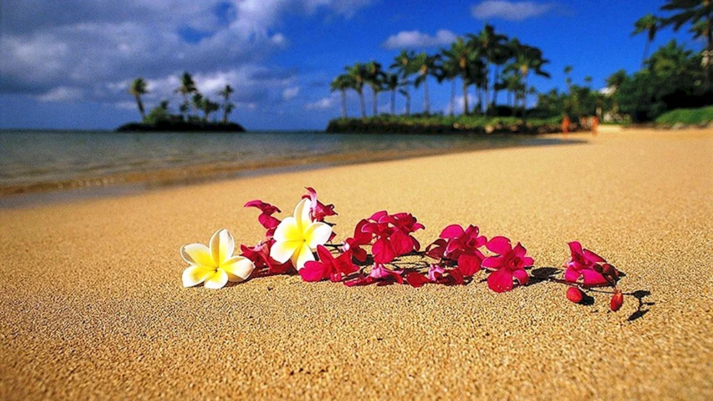 Plumeria Hawaii