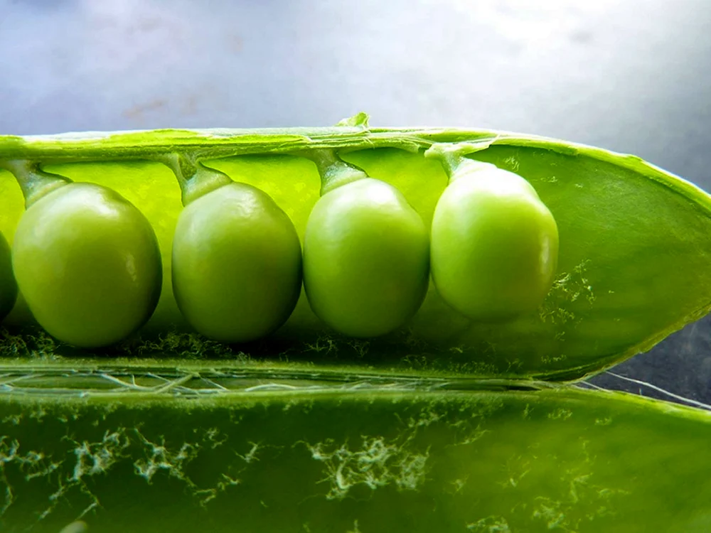 Favabohnenschoten und Frucht