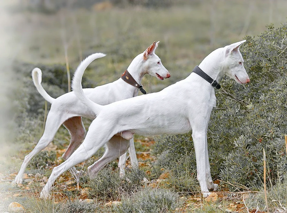 Dobermannpinscher albino
