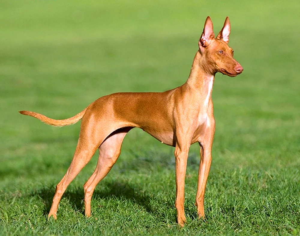Tai Ridgeback