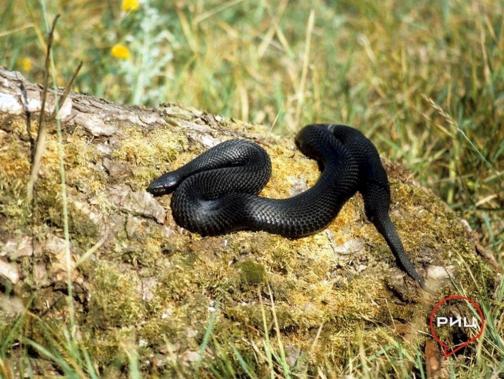 Gemeine Viper