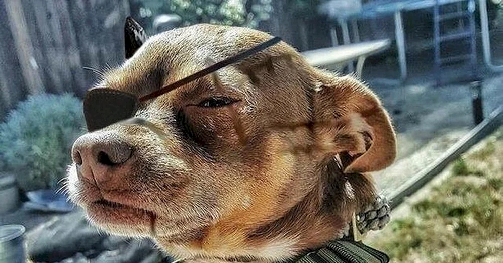 Verdächtiger Hund