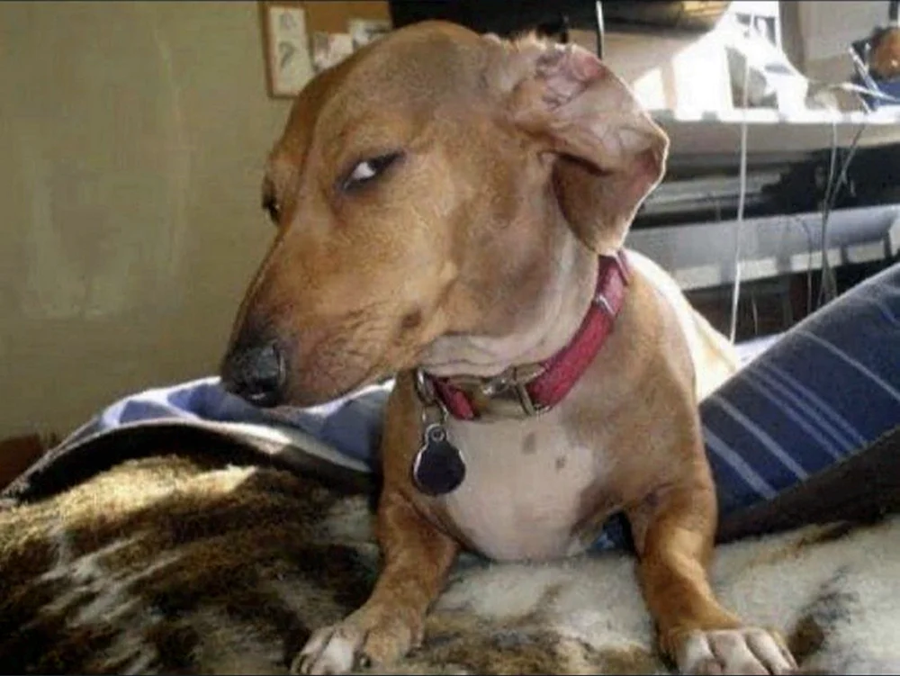 Verdächtiger Hund