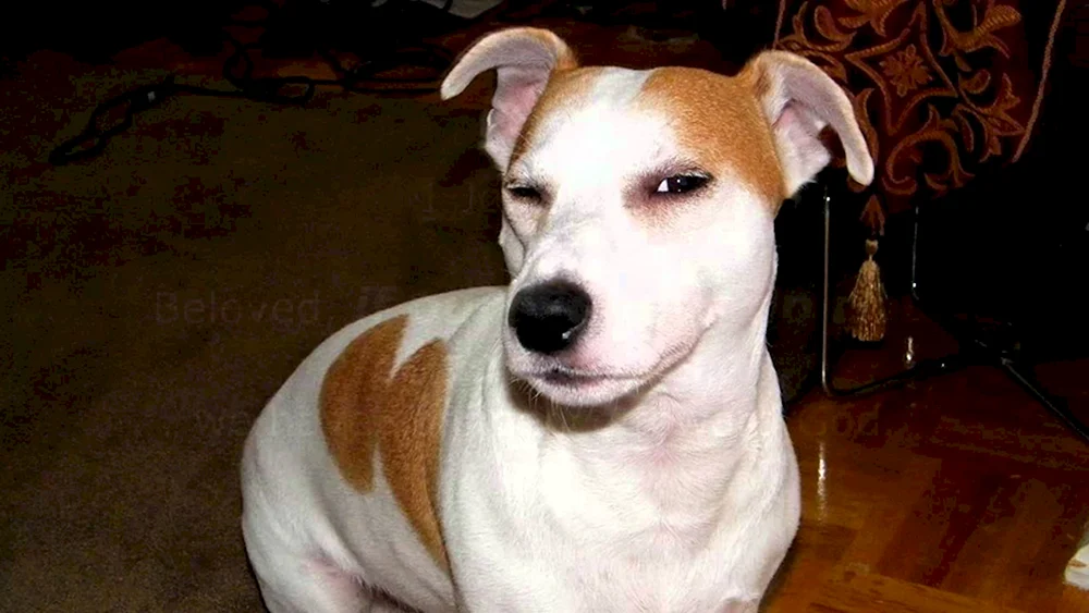 Chihuahua Hund Verdächtiger