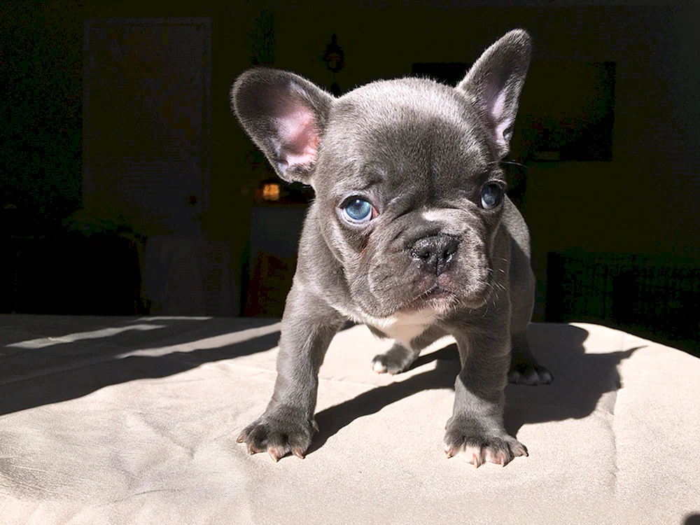 Blaue Französische Bulldogge