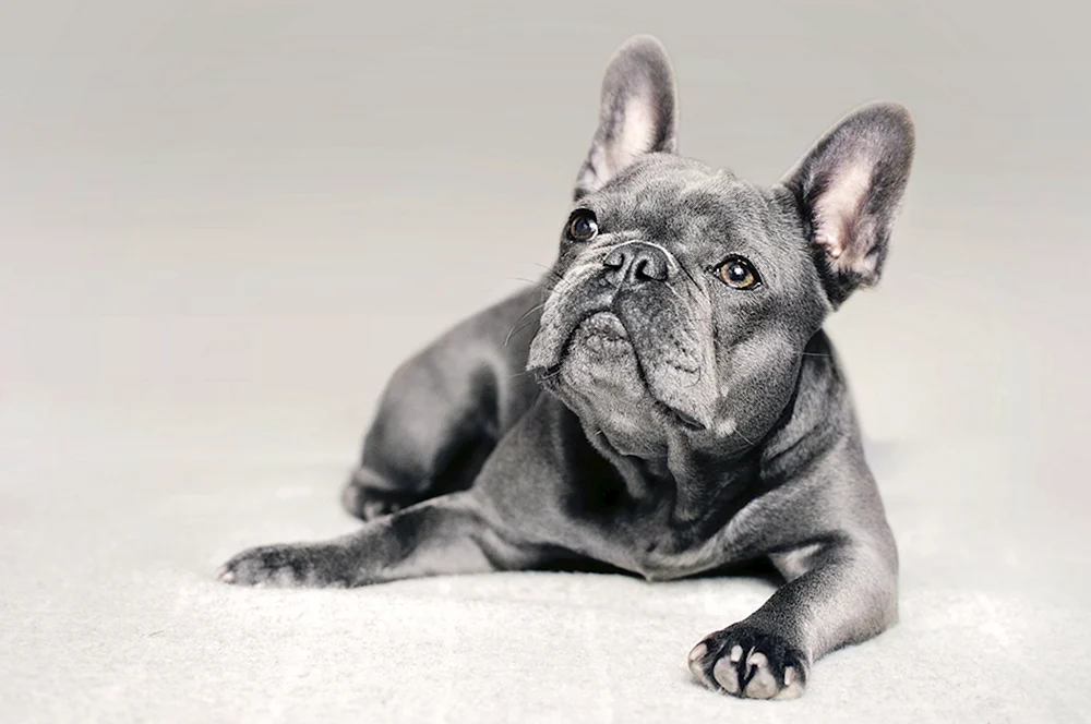 Blue Brown French Bulldog