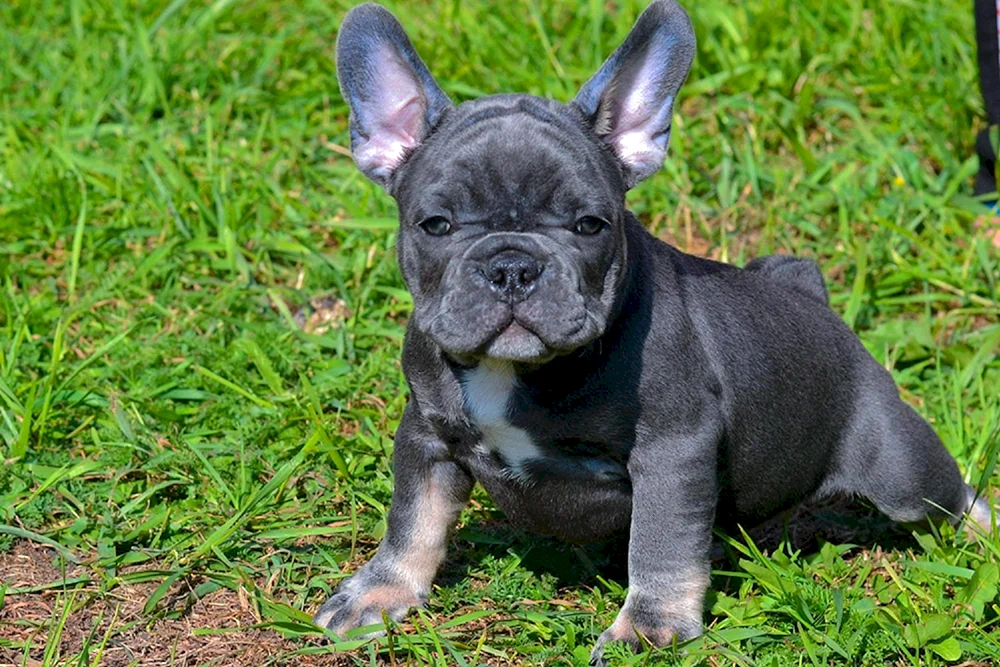 Blue Fawn French Bulldog