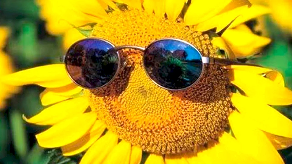 Sonne mit Sonnenbrille