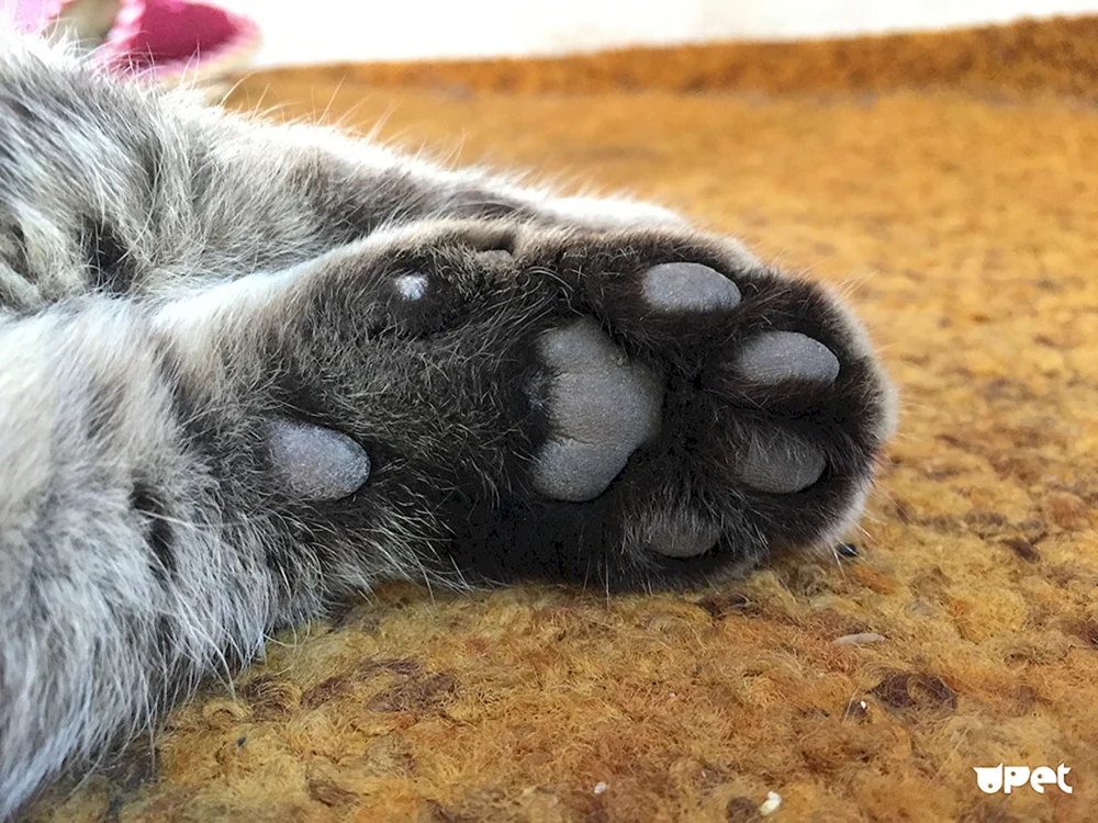 Katzenpfote