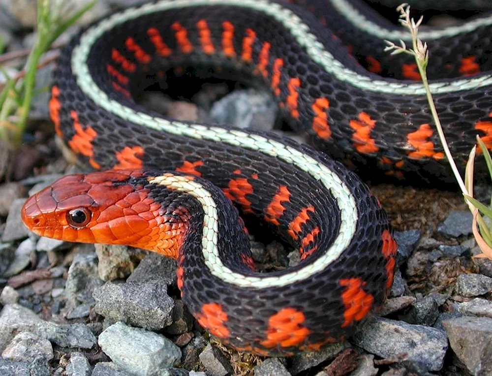 Garter Snake Thamnophis sirtalis