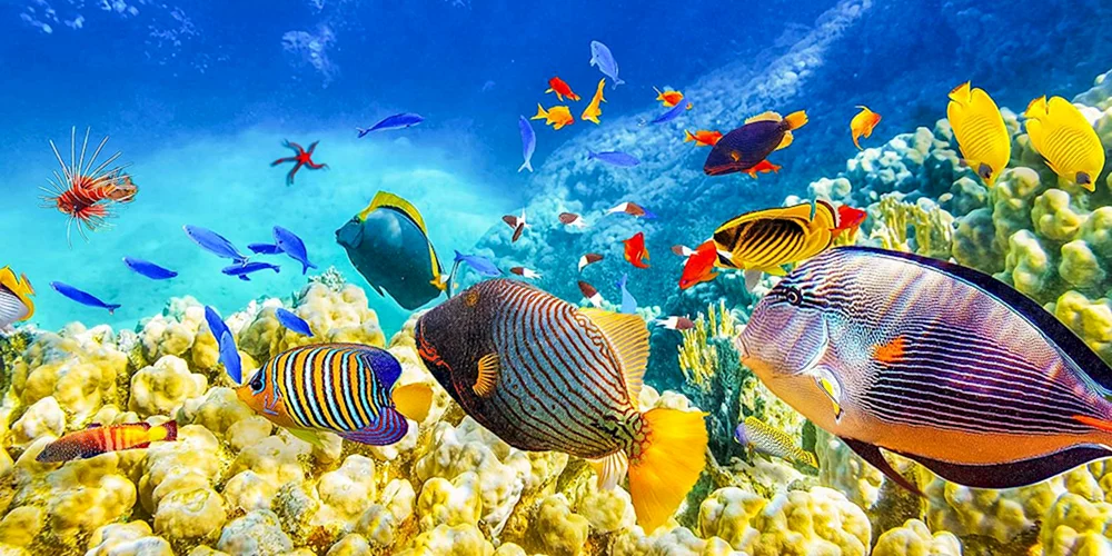 Die Unterwasserwelt von Ägypten Sharm El Sheikh